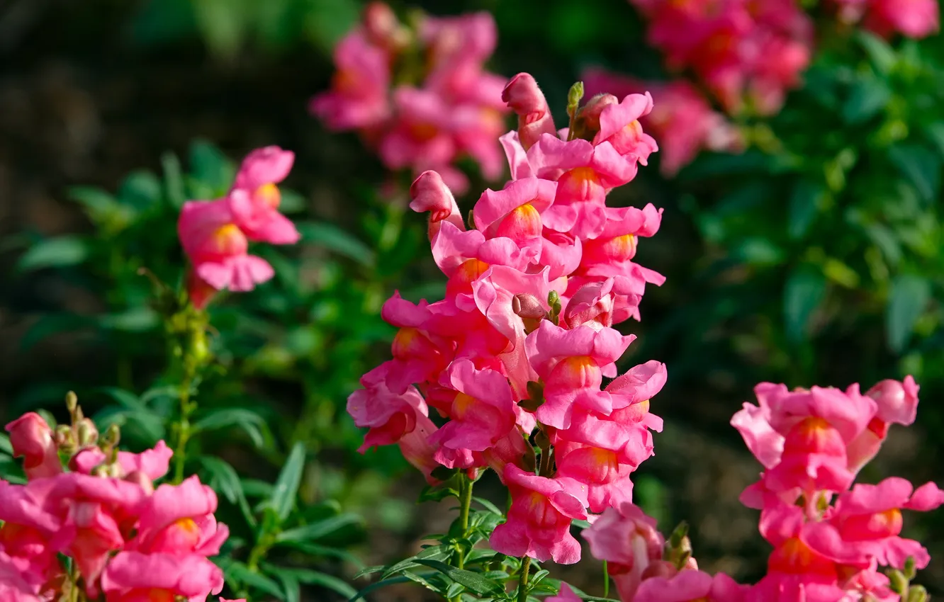 Photo wallpaper greens, summer, flowers, garden, pink, flowerbed, bokeh, snapdragons