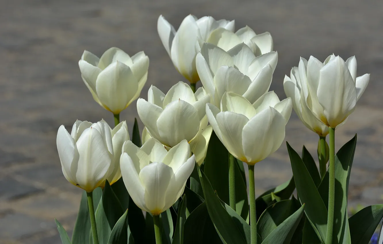 Photo wallpaper spring, tulips, white, white, spring, Tulips