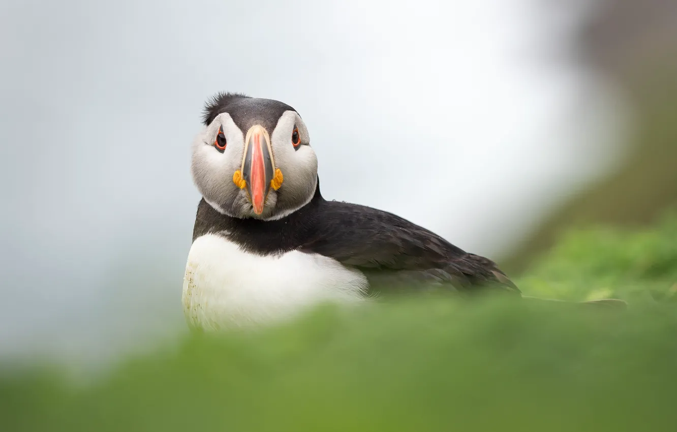 Photo wallpaper bird, feathers, beak, color, stalled