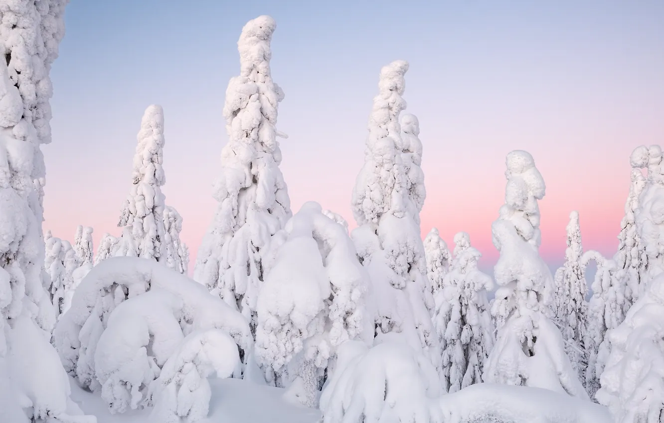 Photo wallpaper winter, forest, the sky, snow, nature, in the snow, morning, ate