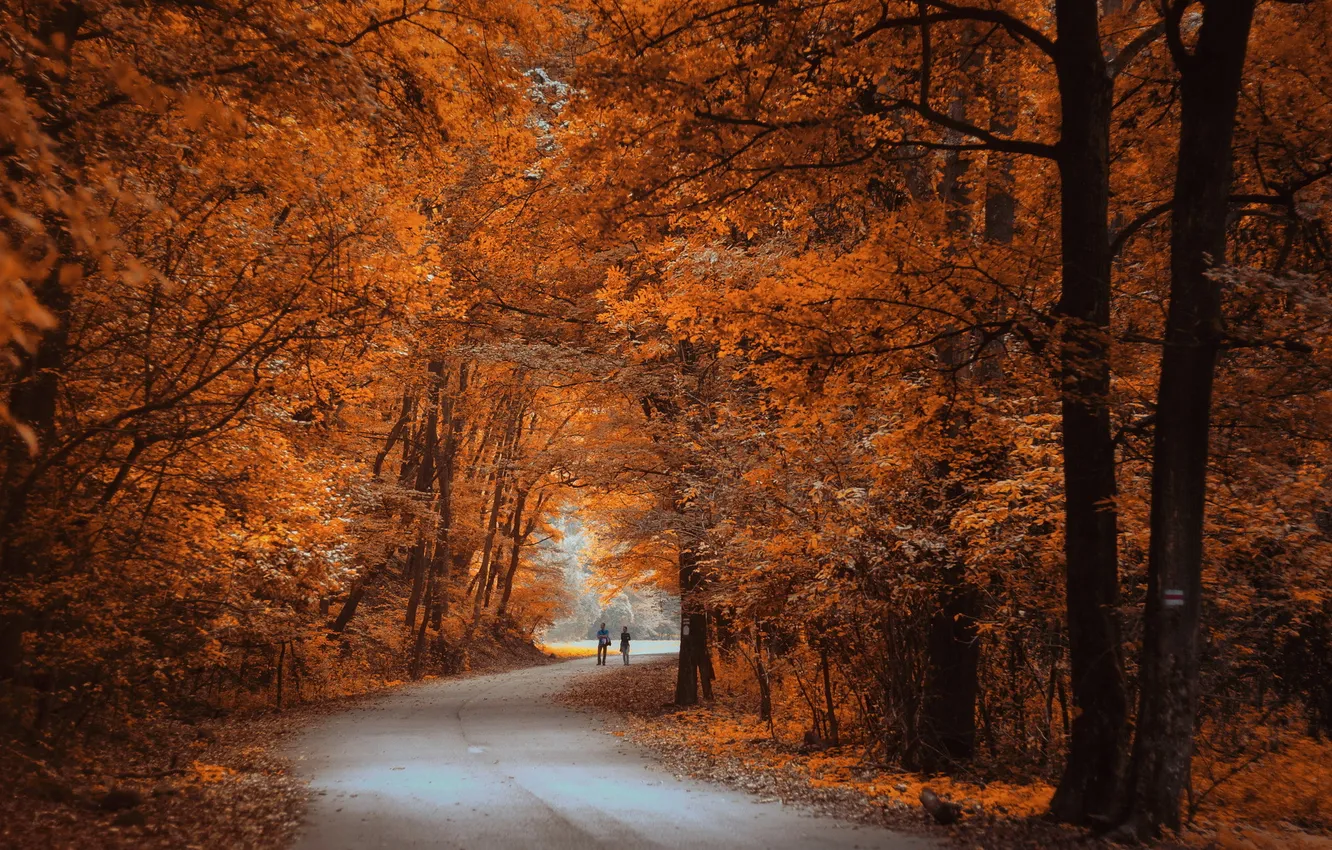 Photo wallpaper road, autumn, forest, landscape, nature