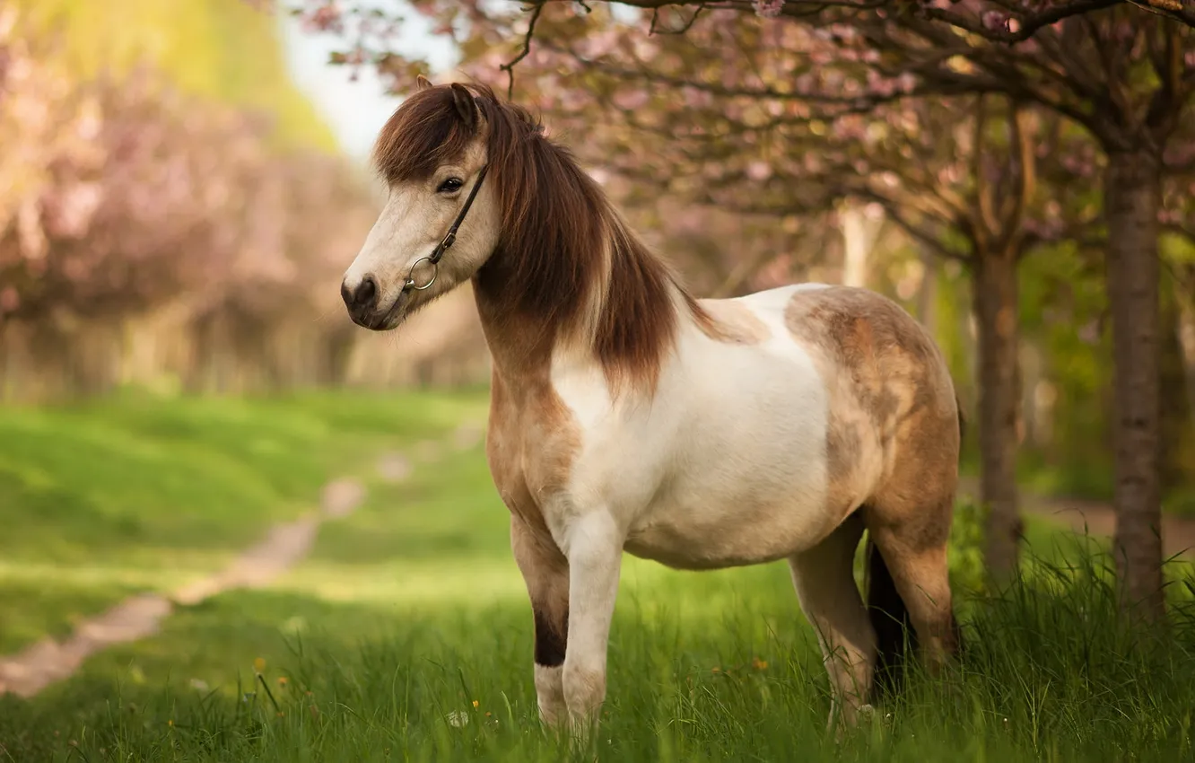Photo wallpaper summer, nature, horse