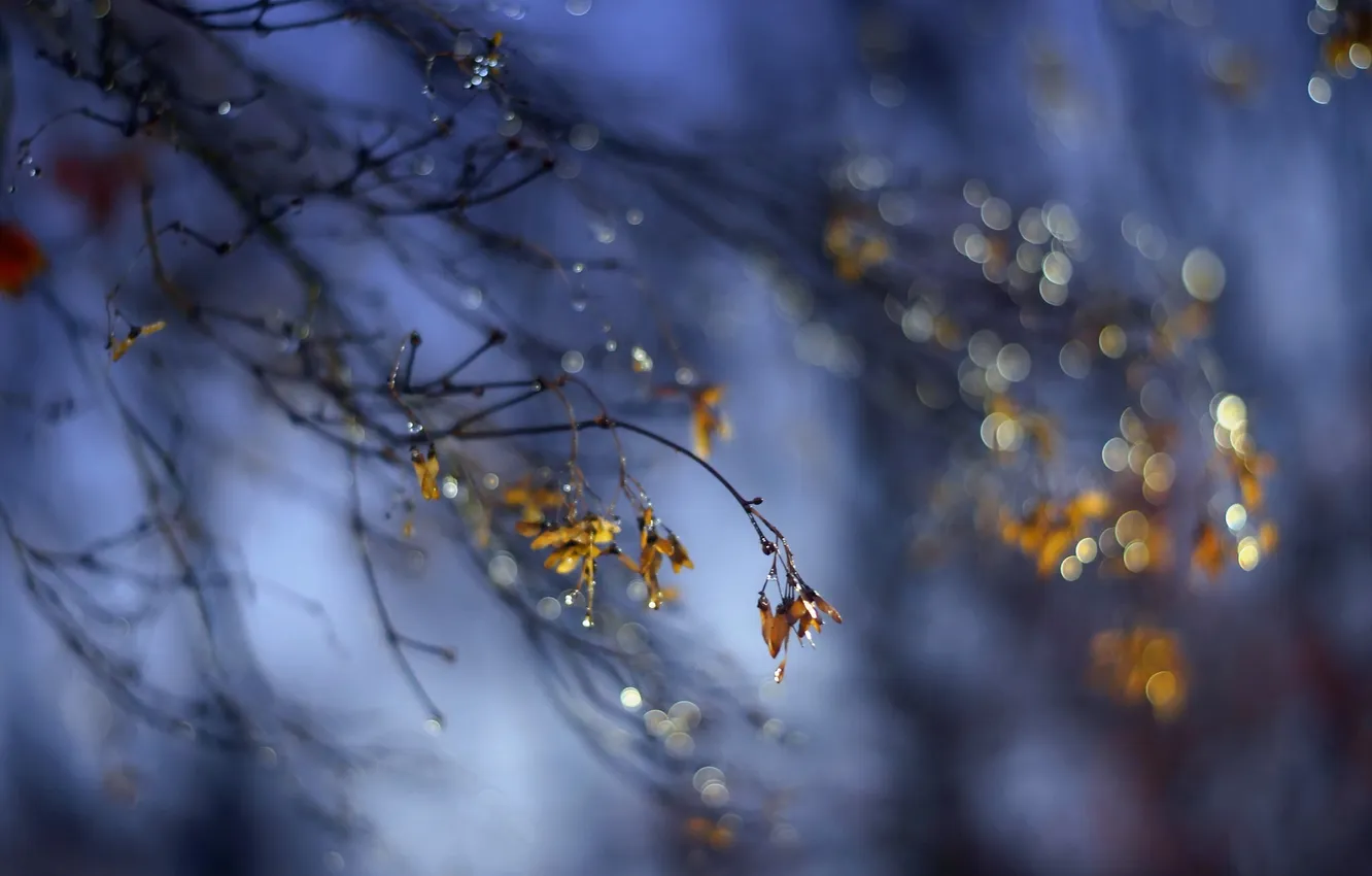 Photo wallpaper autumn, leaves, nature