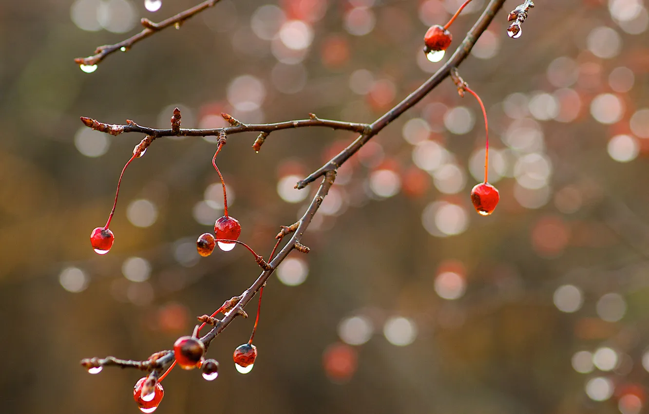 Photo wallpaper drops, macro, branches, glare, berries
