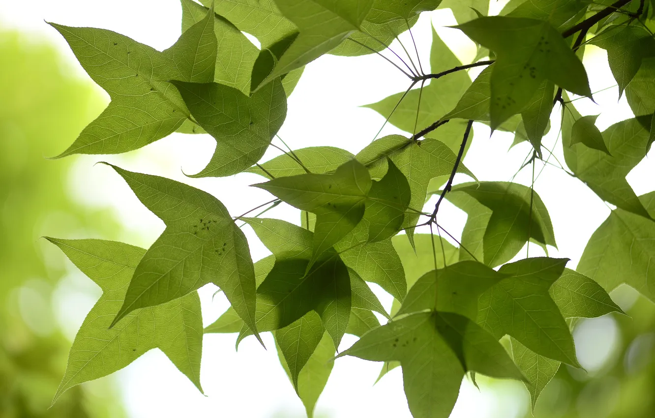 Photo wallpaper the sky, leaves, macro, branch