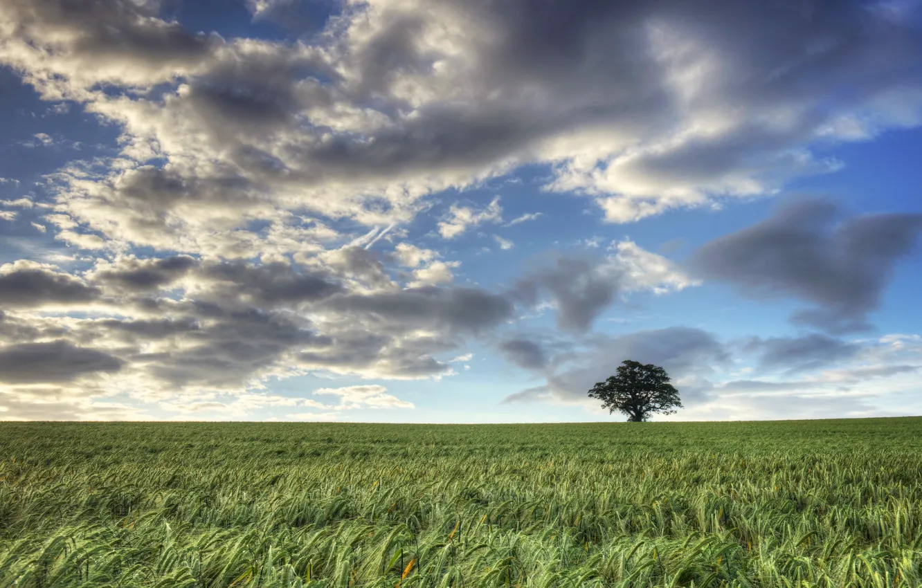Photo wallpaper field, trees, landscape