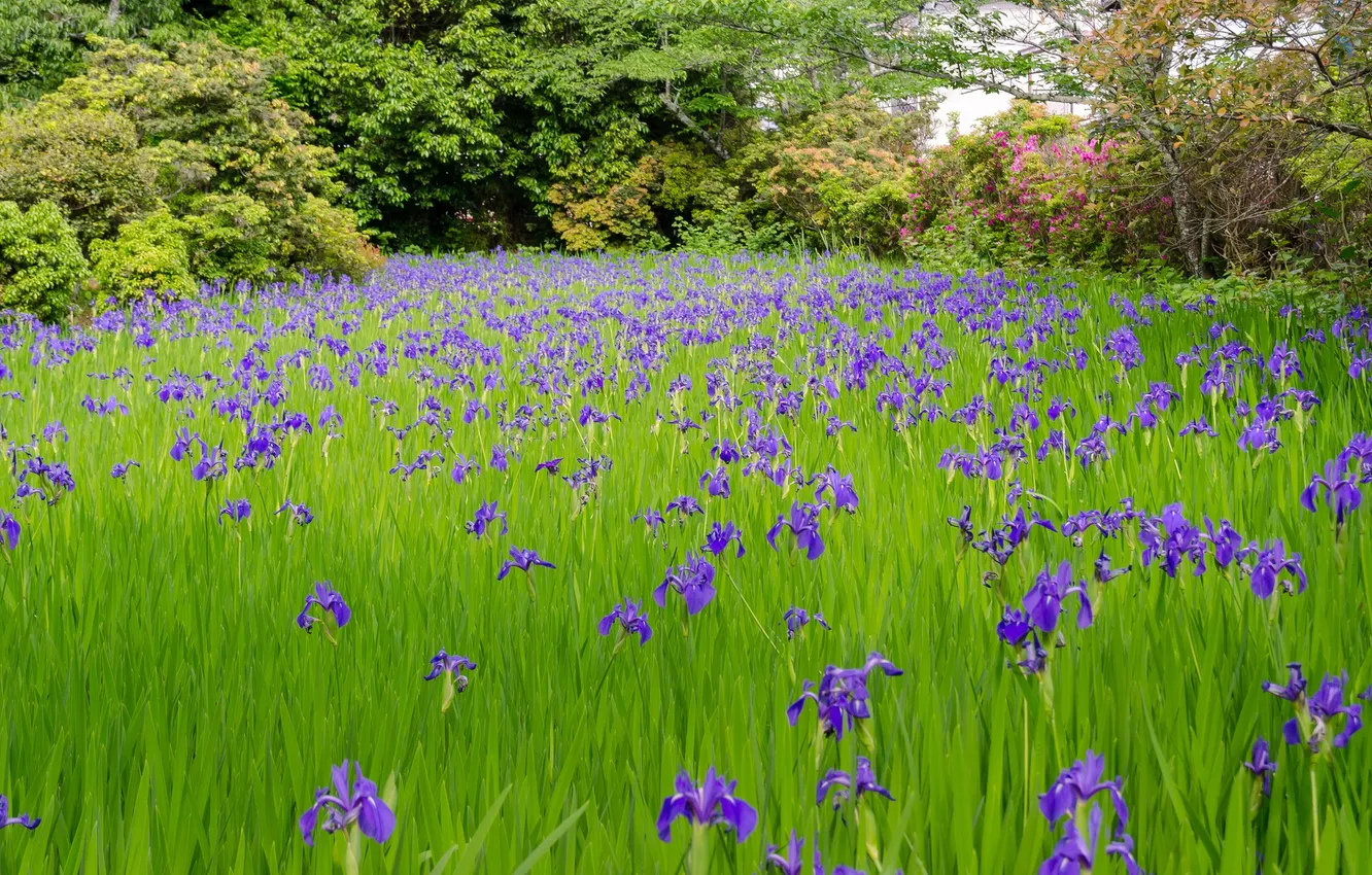 Photo wallpaper grass, trees, flowers, iris