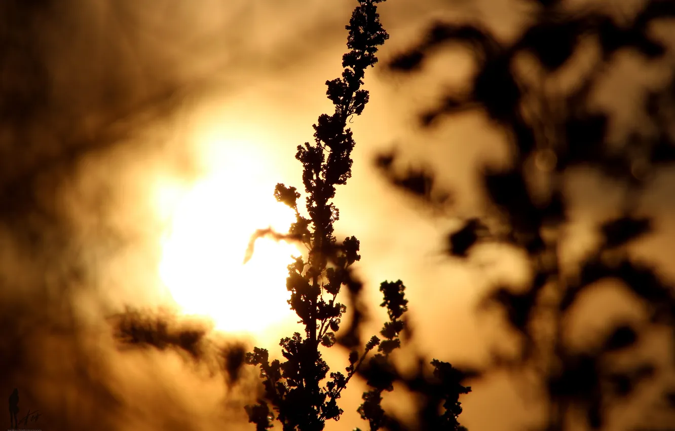 Photo wallpaper the sun, sunset, shadow, the evening