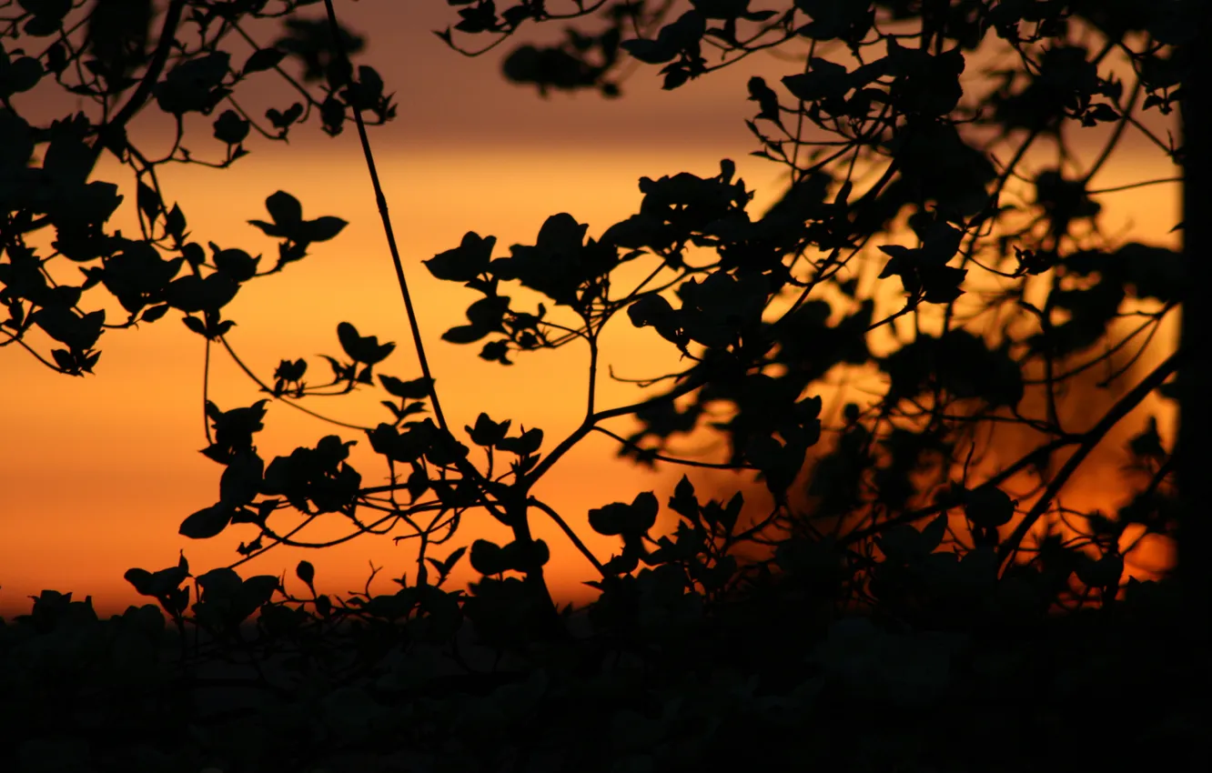 Photo wallpaper the sky, leaves, sunset, nature, branch, silence, plant, the evening
