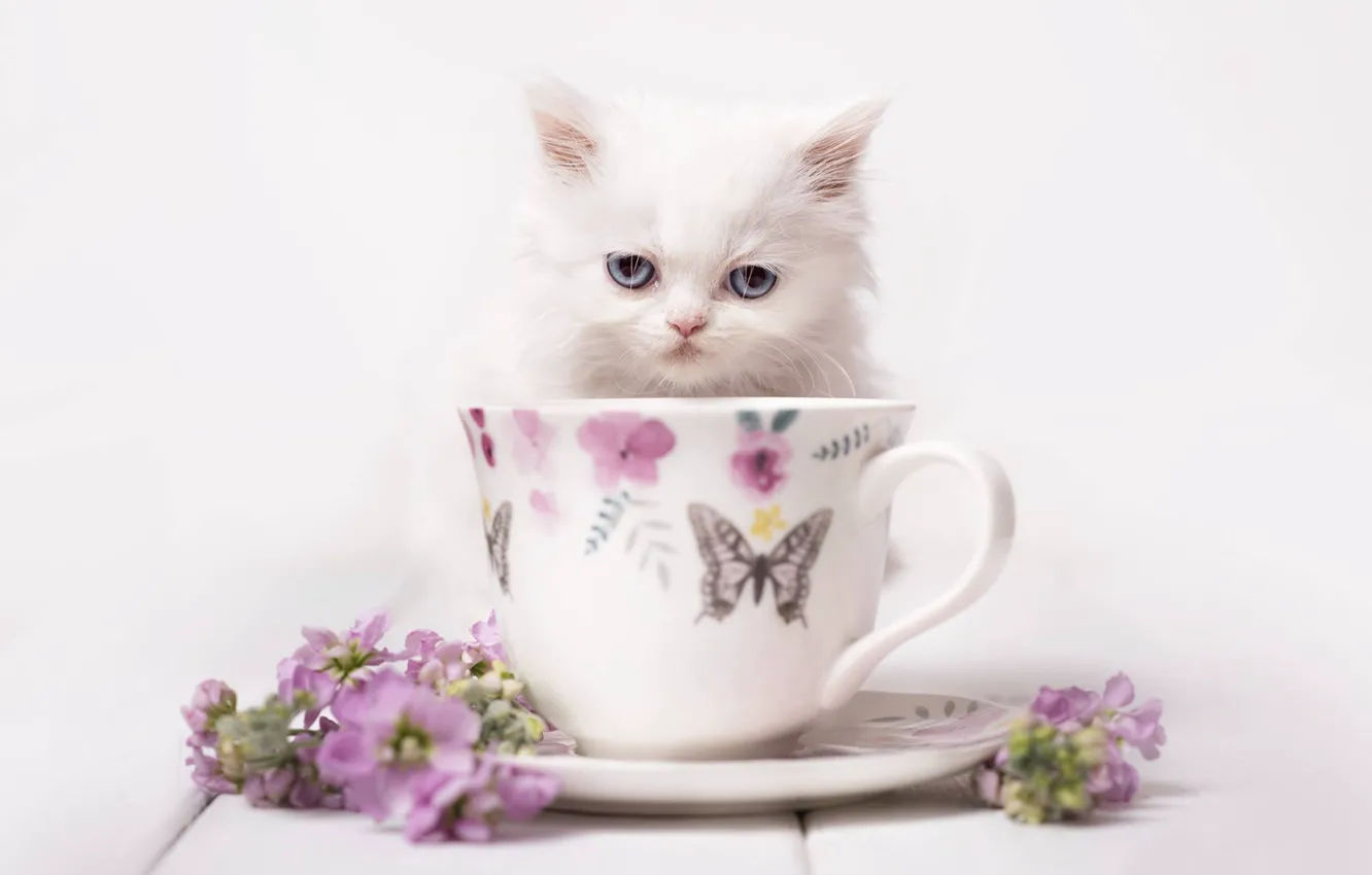 Photo wallpaper look, flowers, background, muzzle, mug, kitty, white kitten