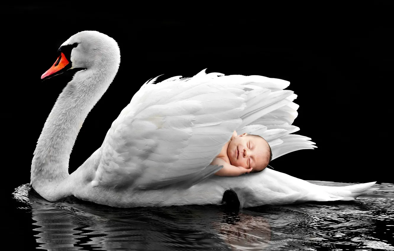 Photo wallpaper swan, nature, bird, lake, feather, swim, Waters, animal world