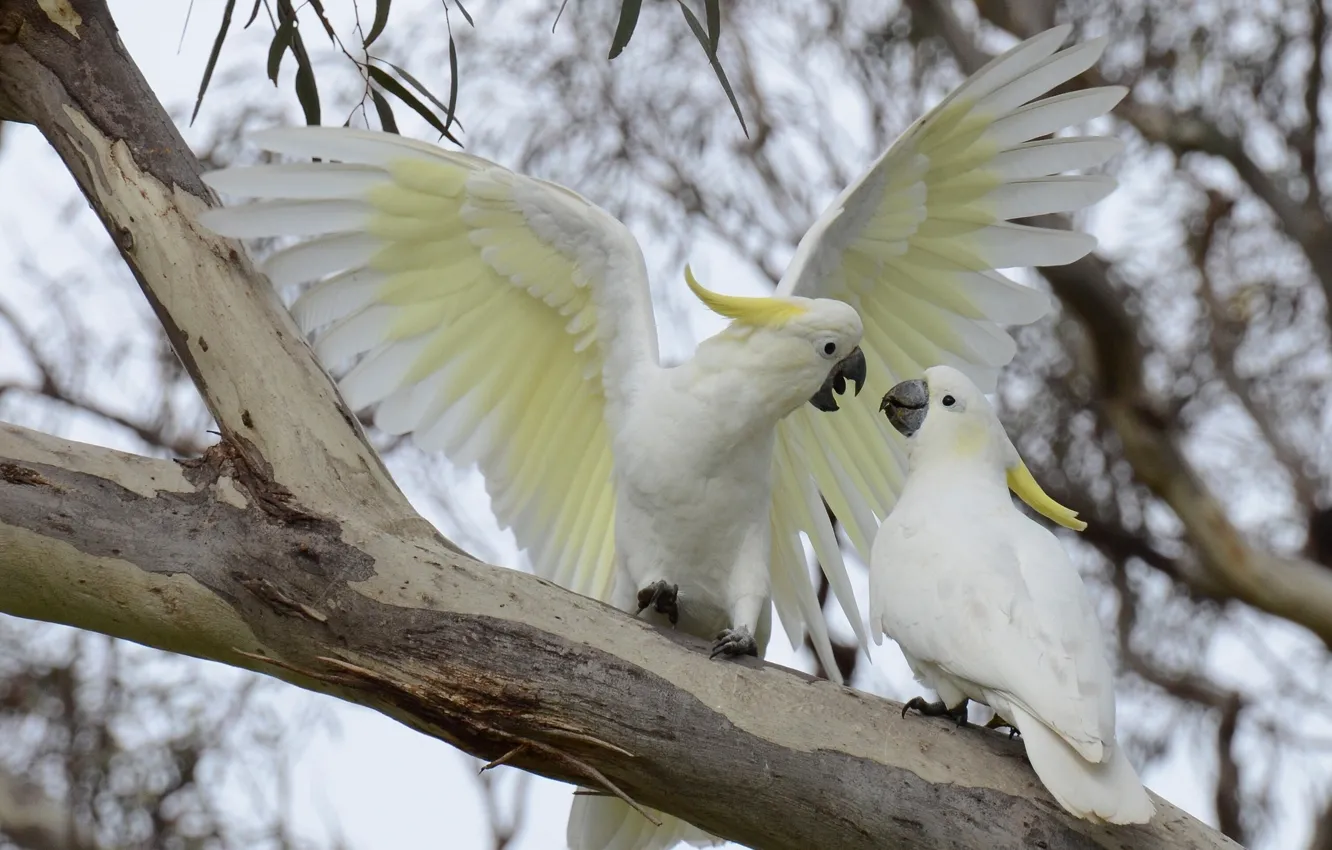 Photo wallpaper branches, bird, parrot, Big jeltuhay cockatoo