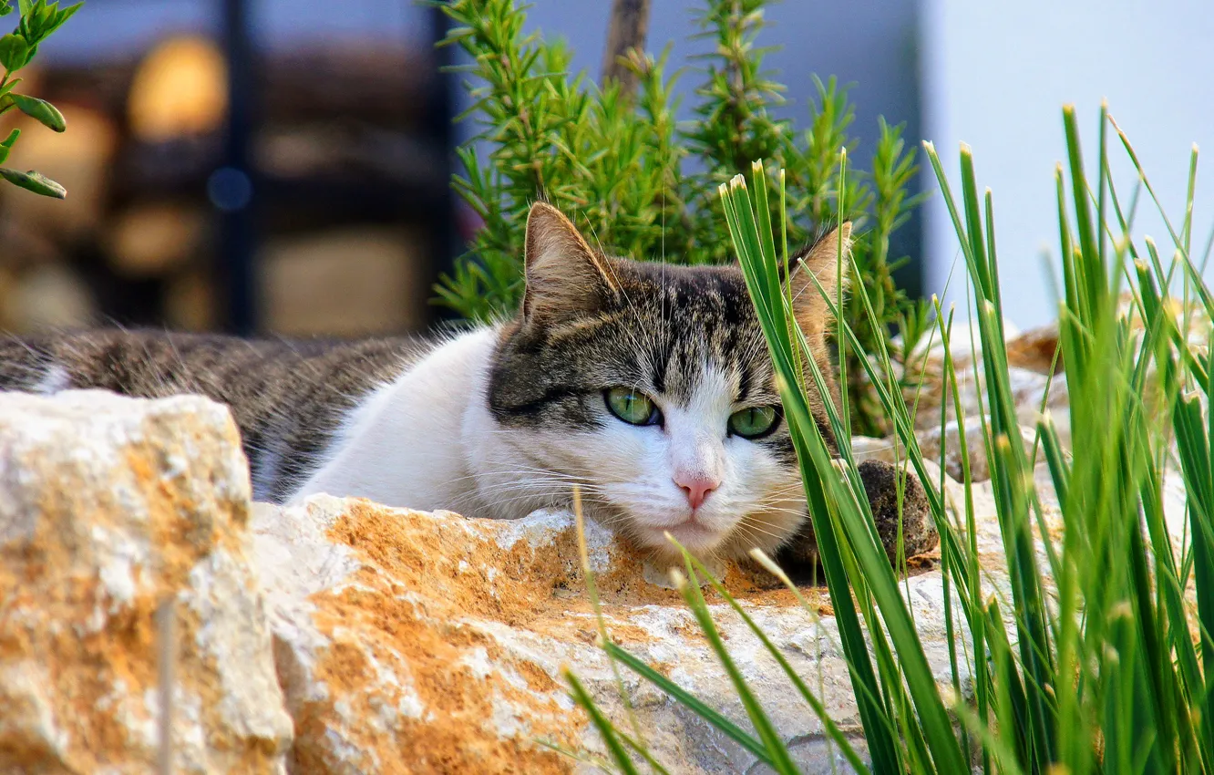 Photo wallpaper cat, grass, cat, look, face, nature, stones, grey