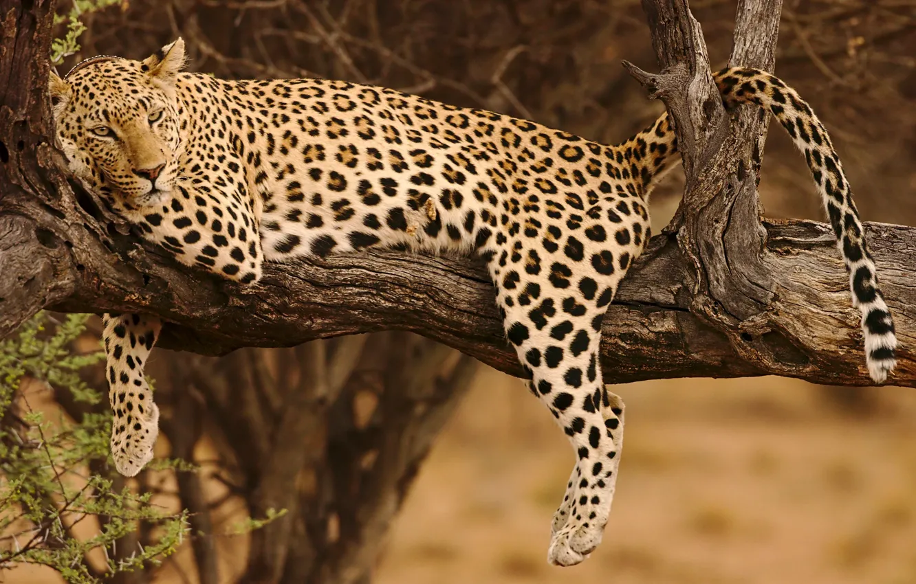 Photo wallpaper trees, stay, relax, paws, leopard, tail, snag, wild cat