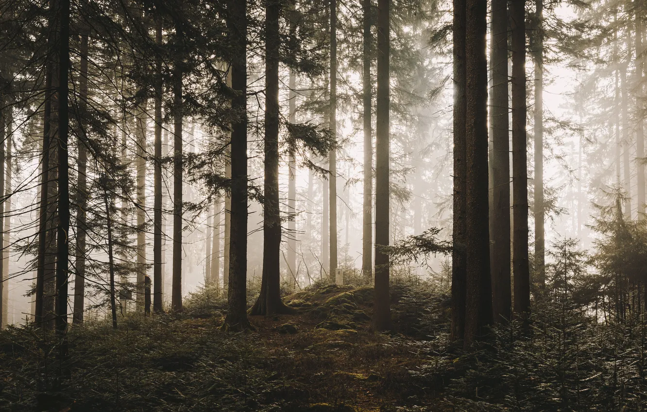 Photo wallpaper forest, trees, pine