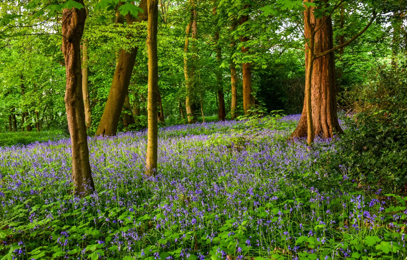Photo wallpaper greens, forest, trees, nature