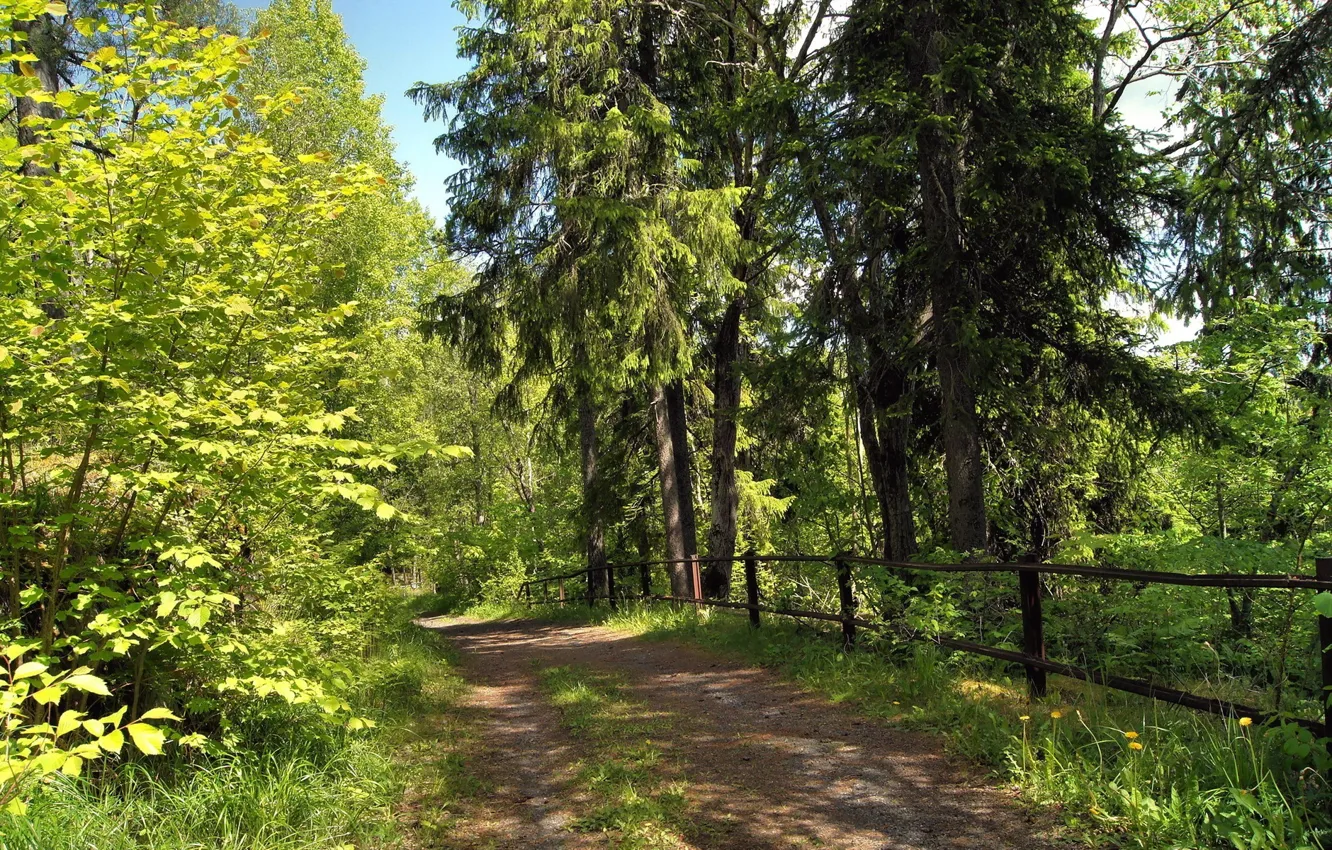 Photo wallpaper road, forest, summer, nature