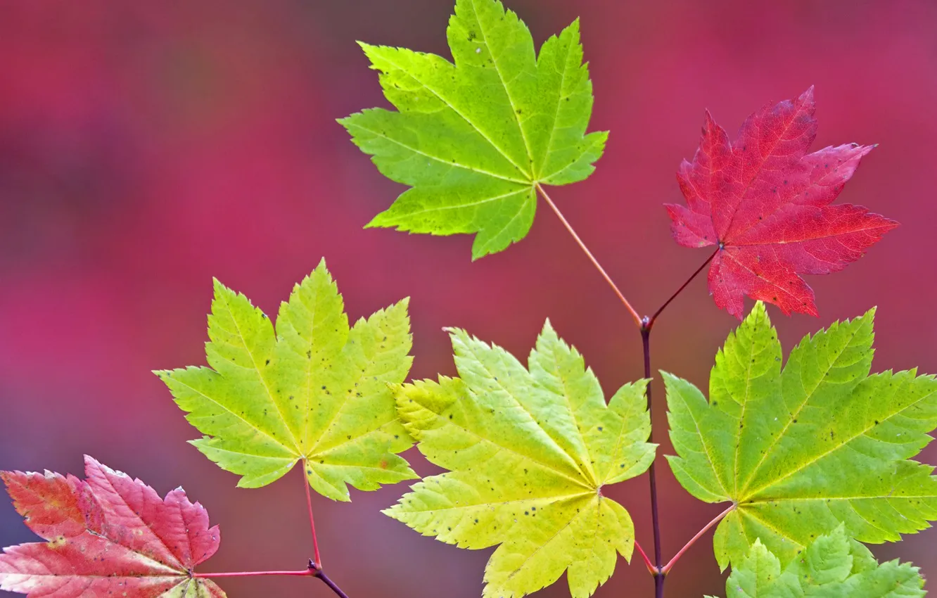 Photo wallpaper autumn, leaves, branches, color, maple