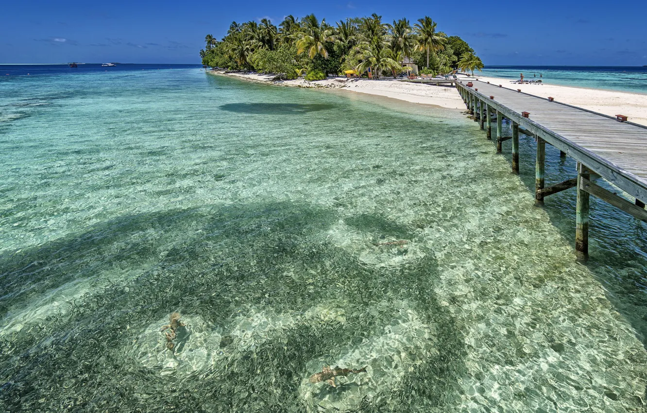 Photo wallpaper summer, palm trees, the ocean, island, The Maldives, resort