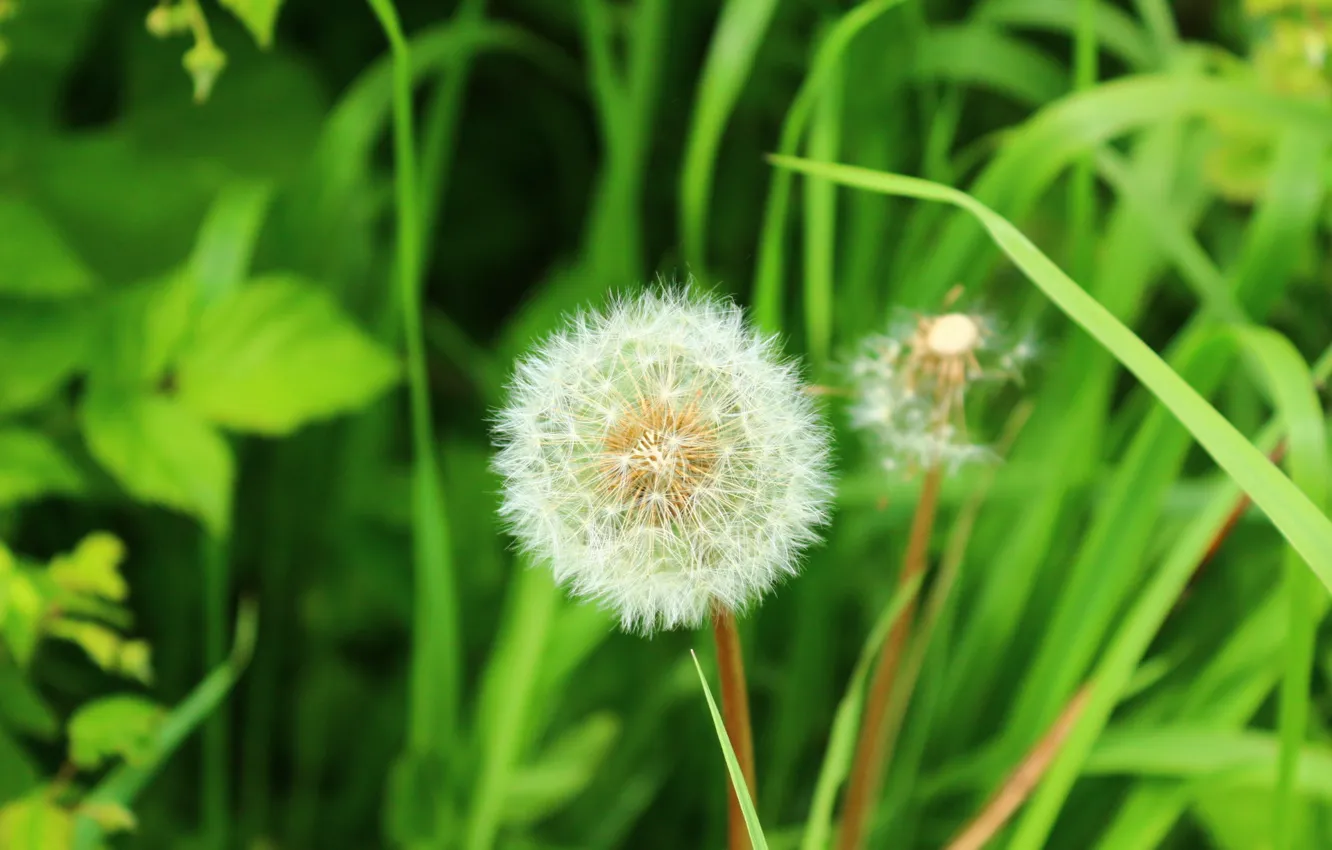 Photo wallpaper grass, dandelion, bright