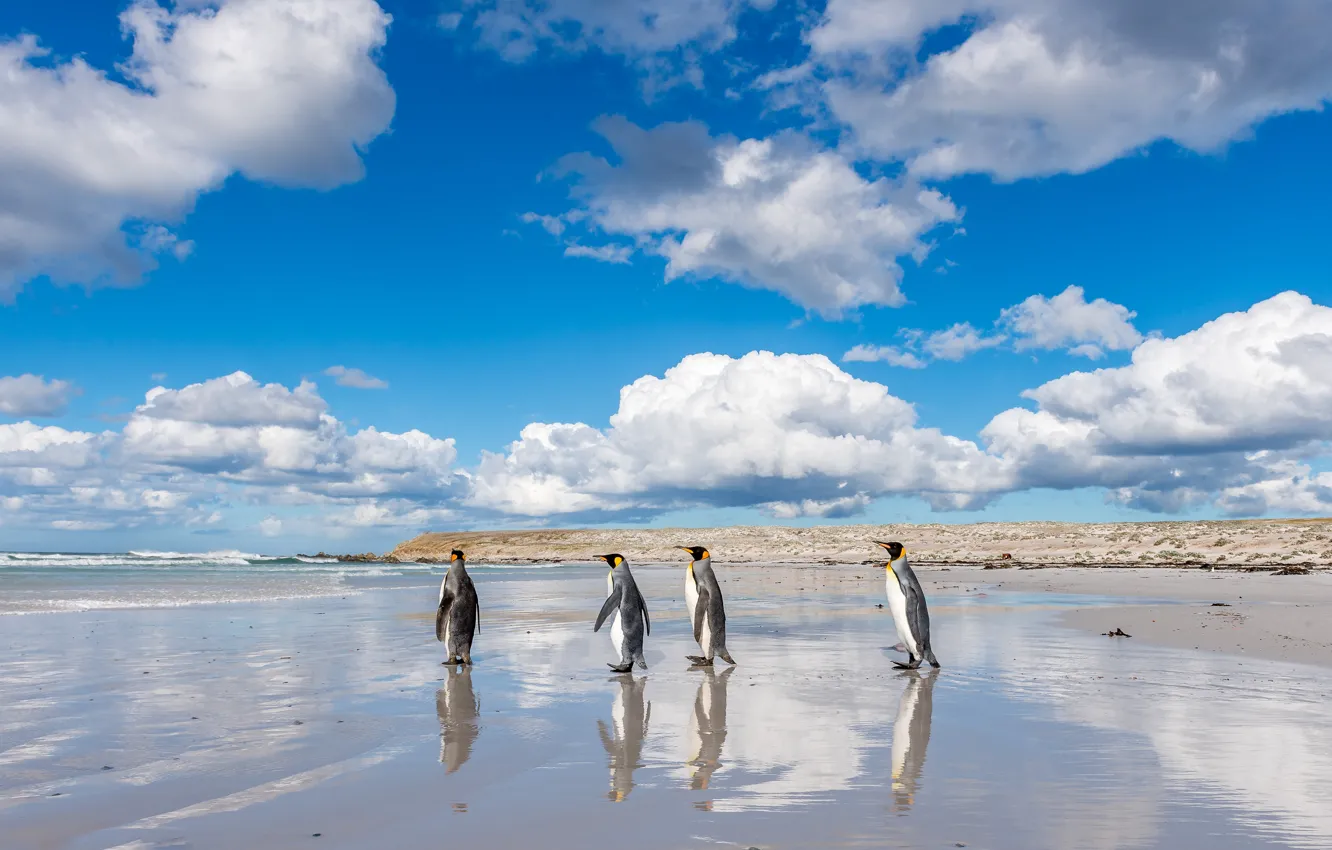 Photo wallpaper sea, beach, clouds, blue, background, shore, penguins, walk