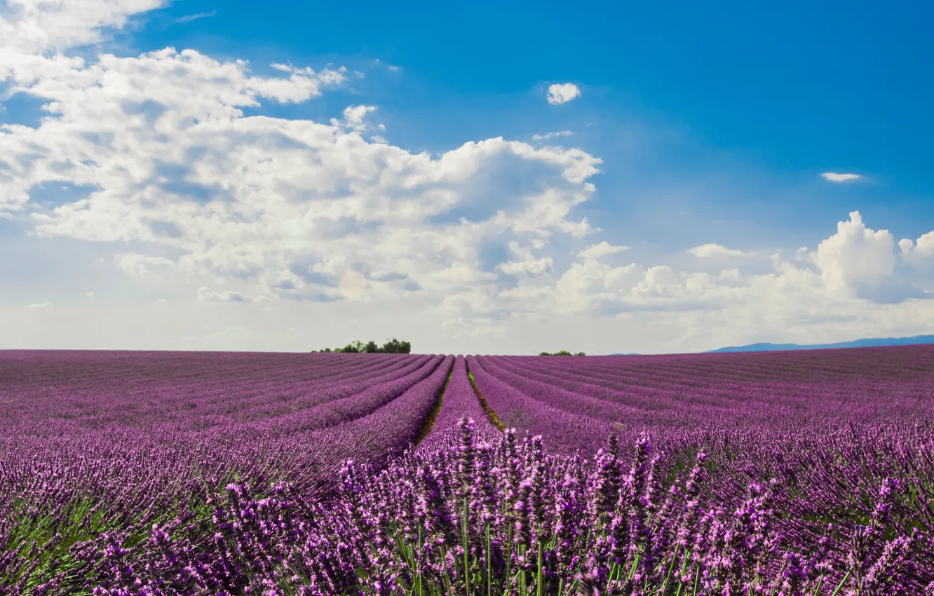 Photo wallpaper field, flowers, flowering, field, blossom, flowers, lavender, purple