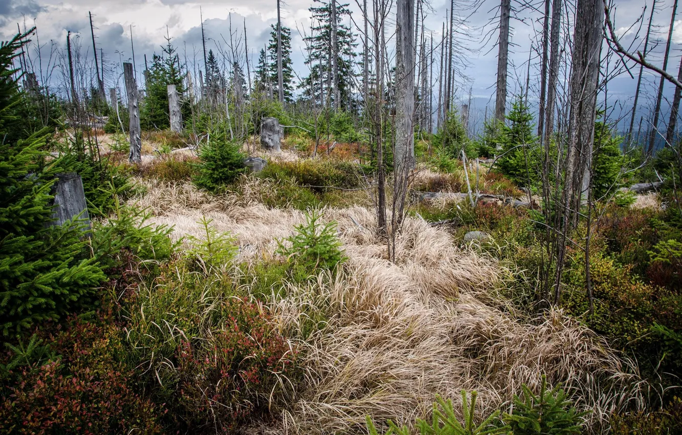 Photo wallpaper grass, landscape, nature, beauty, stumps