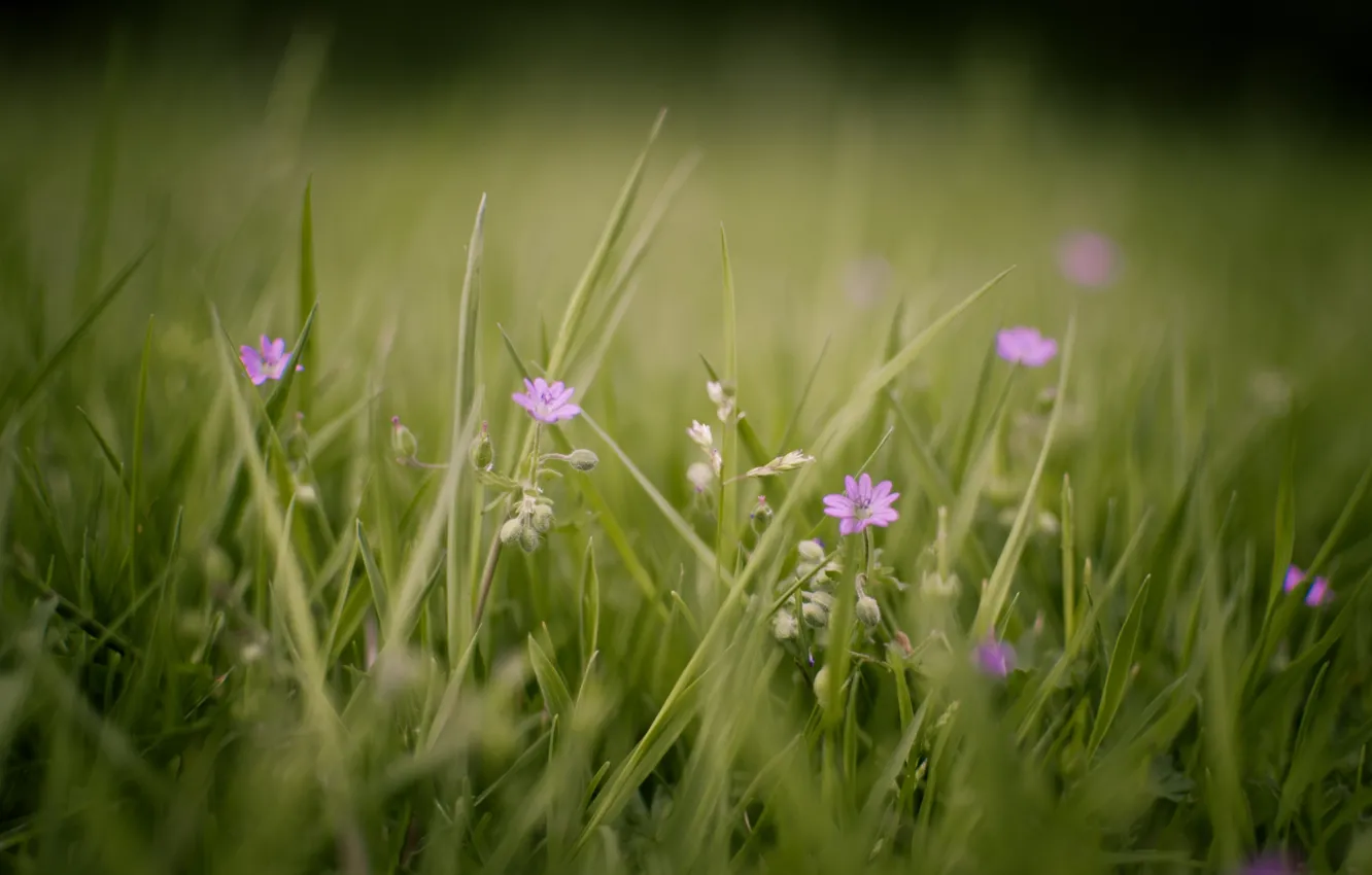 Photo wallpaper greens, summer, grass, macro, flowers, nature, photo, background