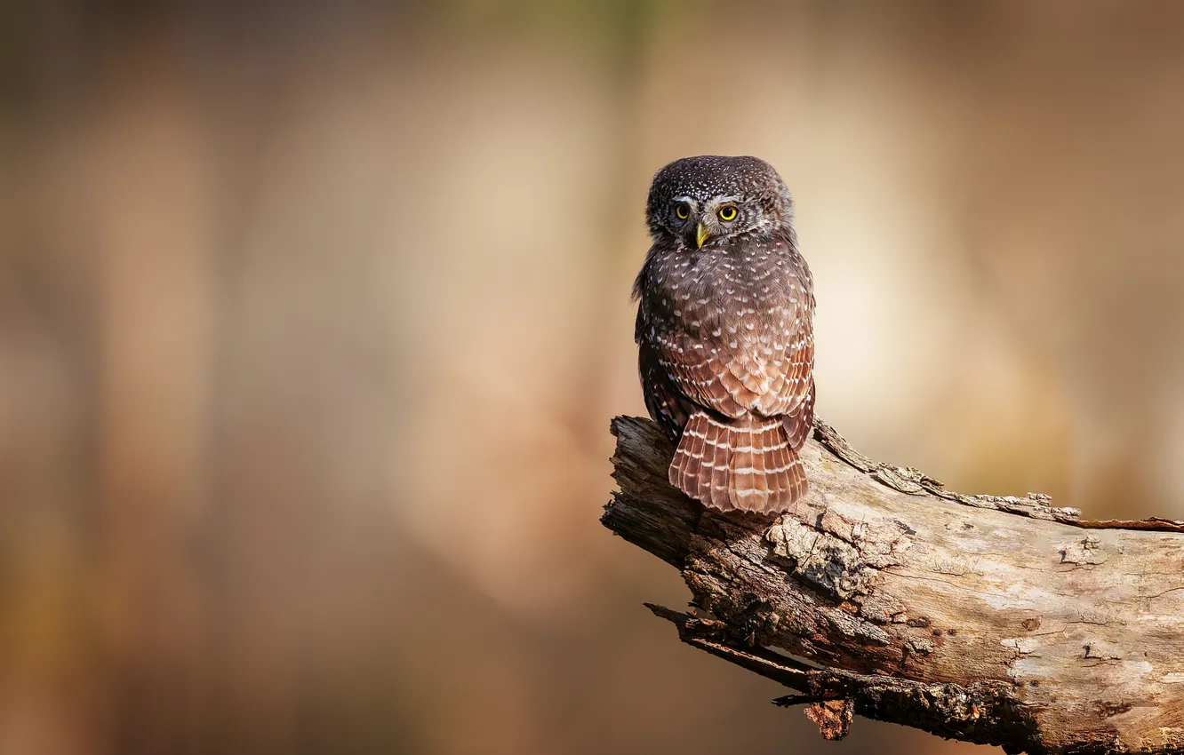 Photo wallpaper look, light, background, owl, bird, bitches, owl, Pygmy owl