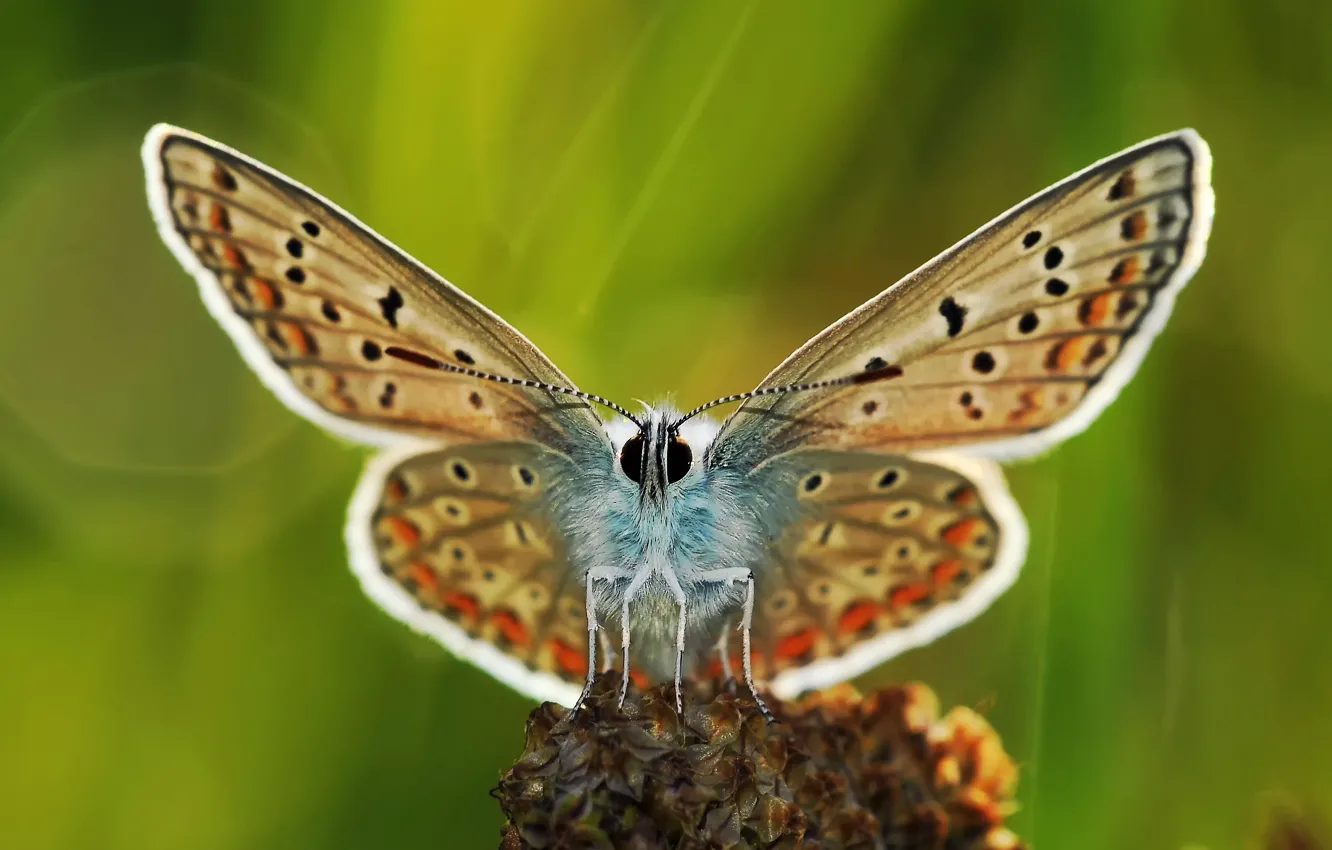 Photo wallpaper background, butterfly, plant, wings, legs, antennae