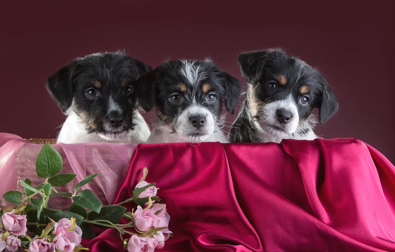 Photo wallpaper roses, puppies, trio, Jack Russell Terrier
