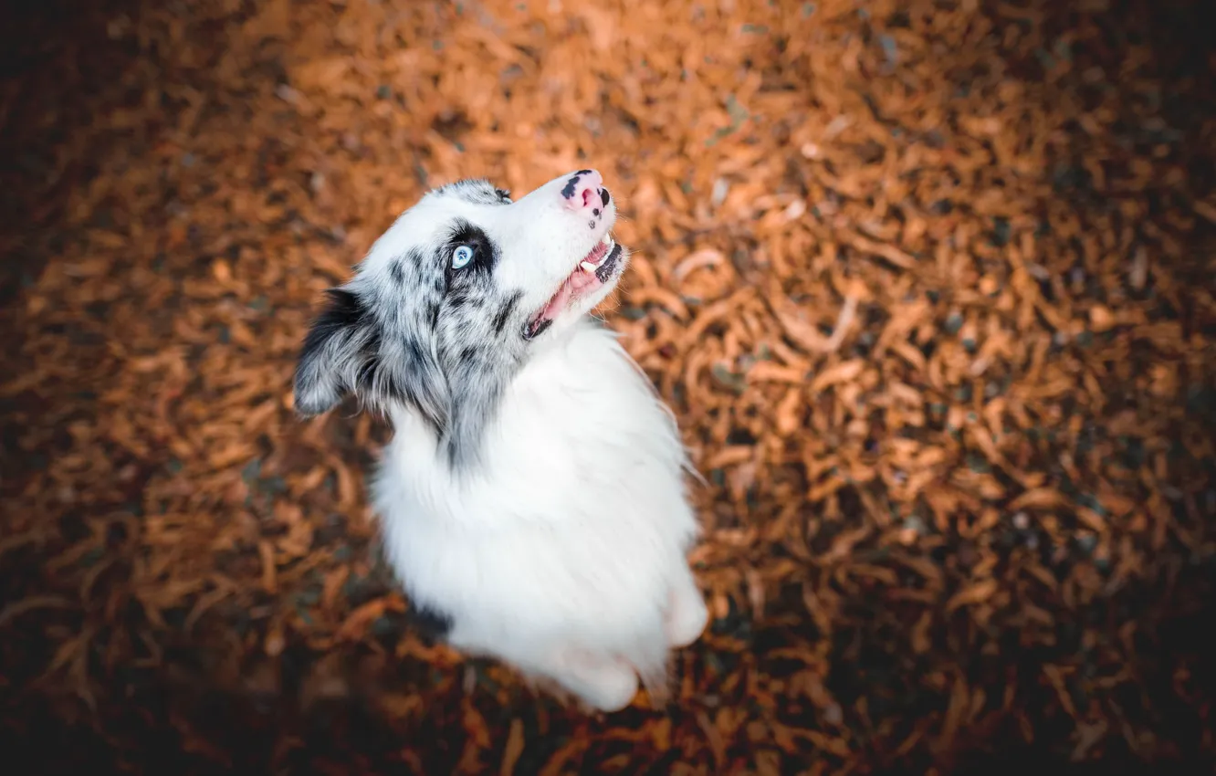 Photo wallpaper nature, each, dog