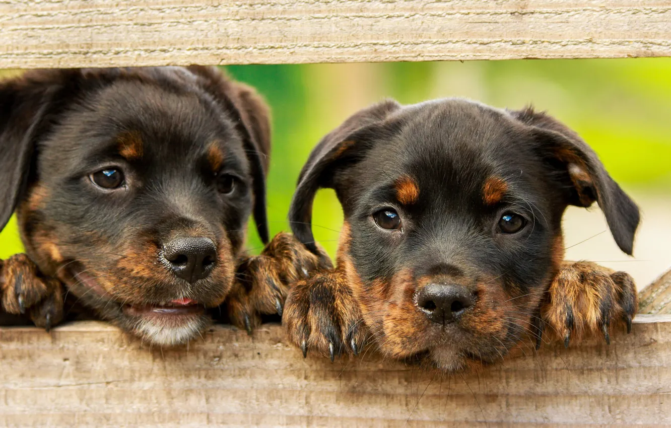 Photo wallpaper dogs, green, background, Board, the fence, legs, puppies, puppy