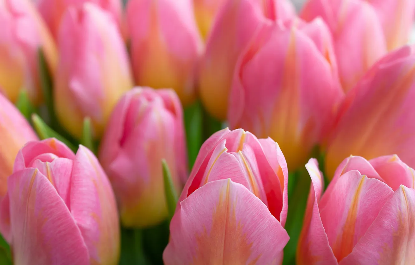 Photo wallpaper flowers, spring, tulips