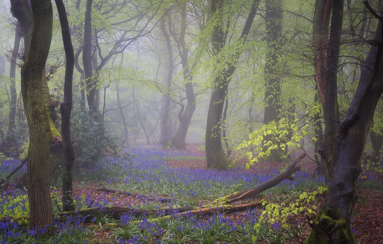 Photo wallpaper trees, flowers, branches, fog, glade, spring, lilac