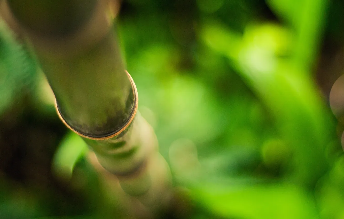 Photo wallpaper greens, bamboo, trunk