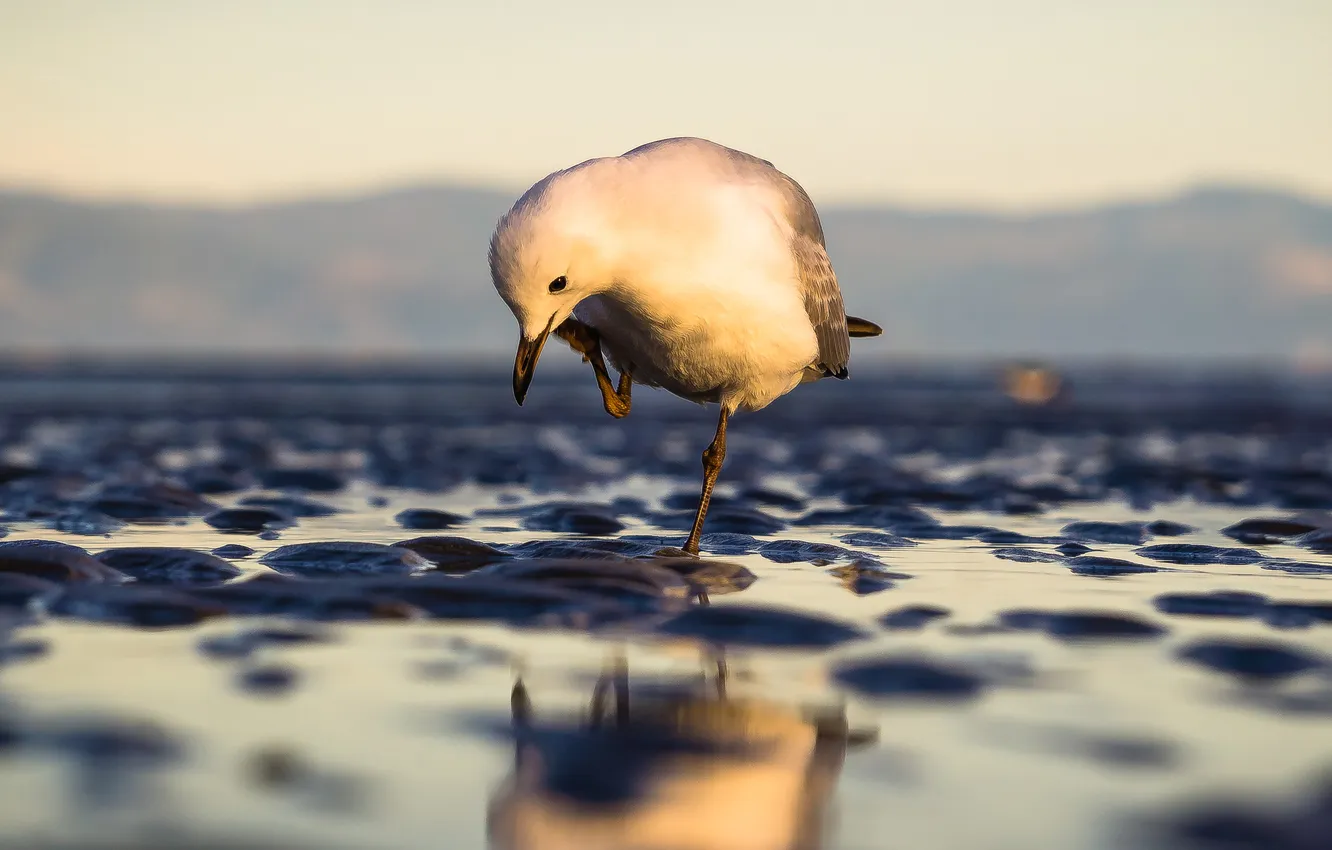 Photo wallpaper wet, water, macro, seagulls