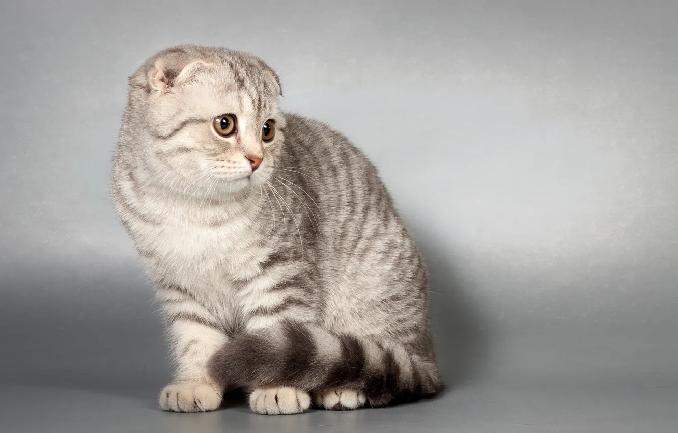 Photo wallpaper cat, look, background