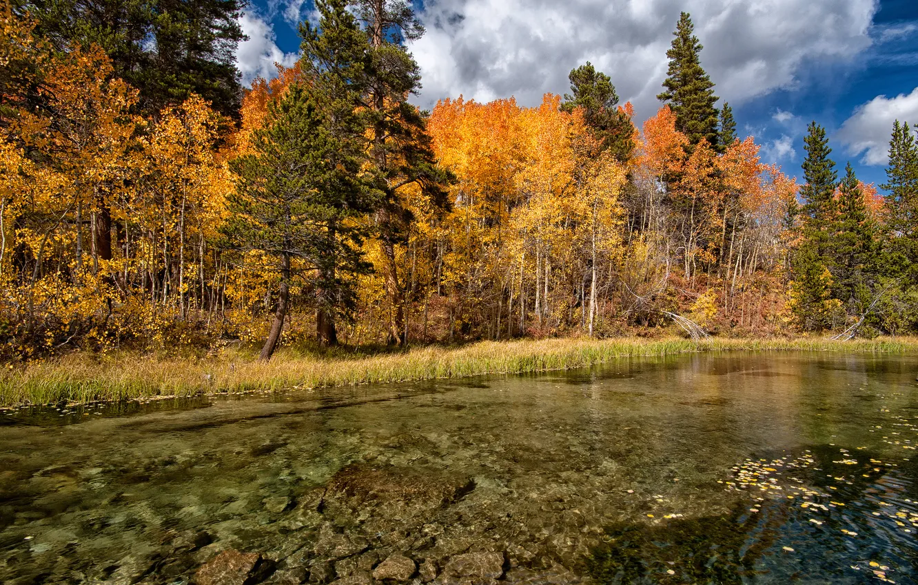Photo wallpaper autumn, forest, trees, lake, the bottom