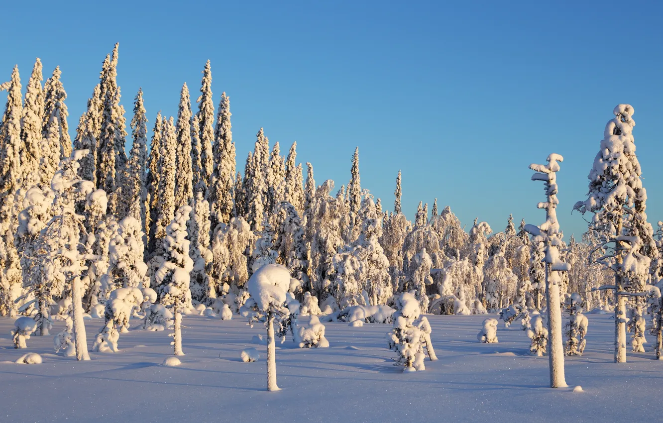 Photo wallpaper winter, snow, trees