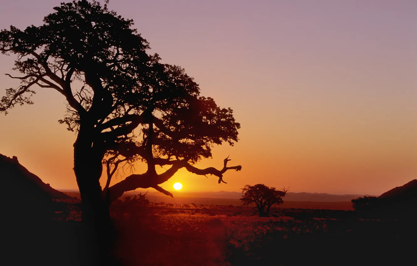 Photo wallpaper trees, sunset, silhouette