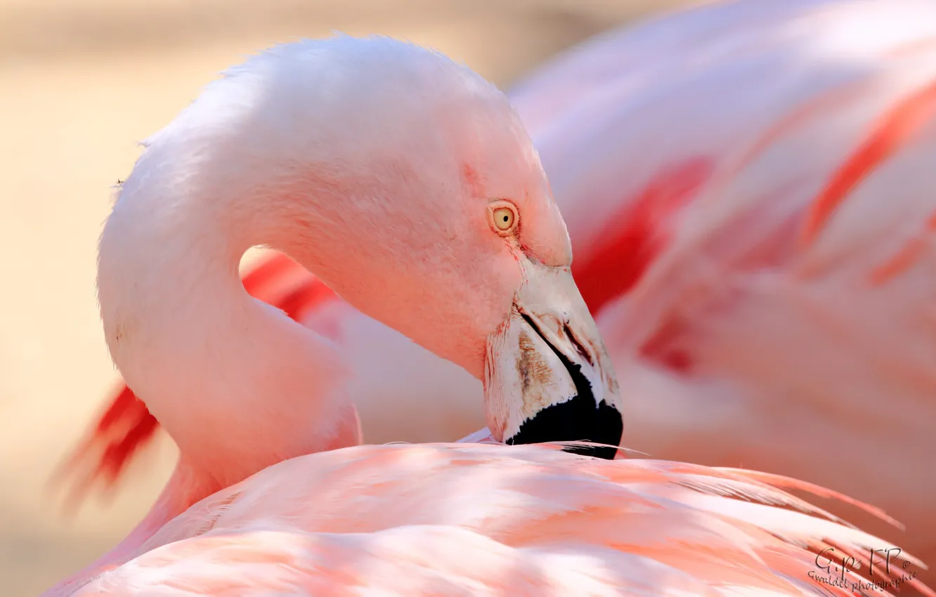 Photo wallpaper pink, bird, feathers, beak, Flamingo