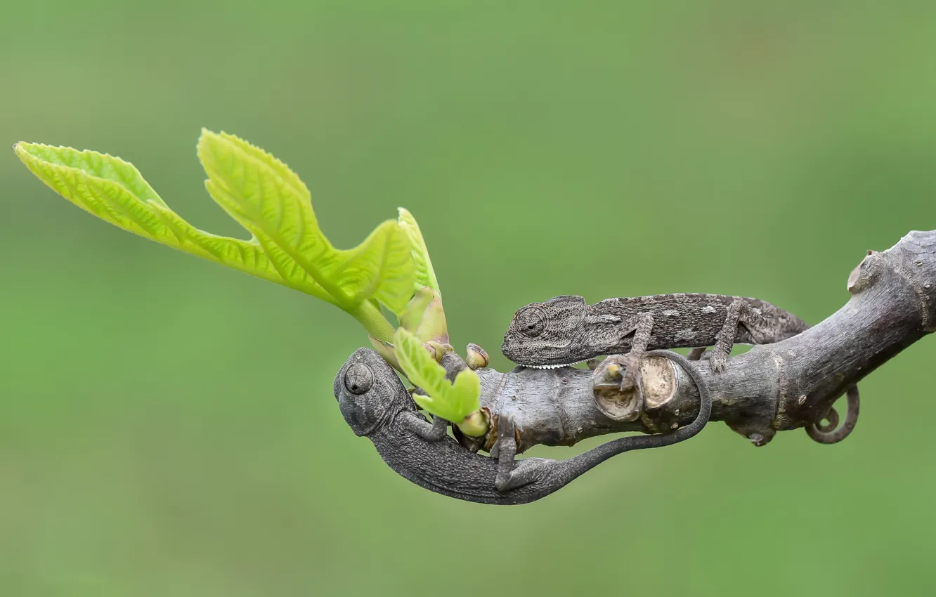 Photo wallpaper leaves, branches, lizard