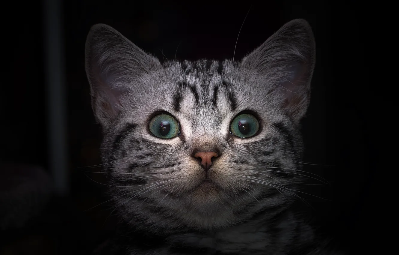 Photo wallpaper cat, eyes, cat, mustache, look, face, closeup, British Shorthair