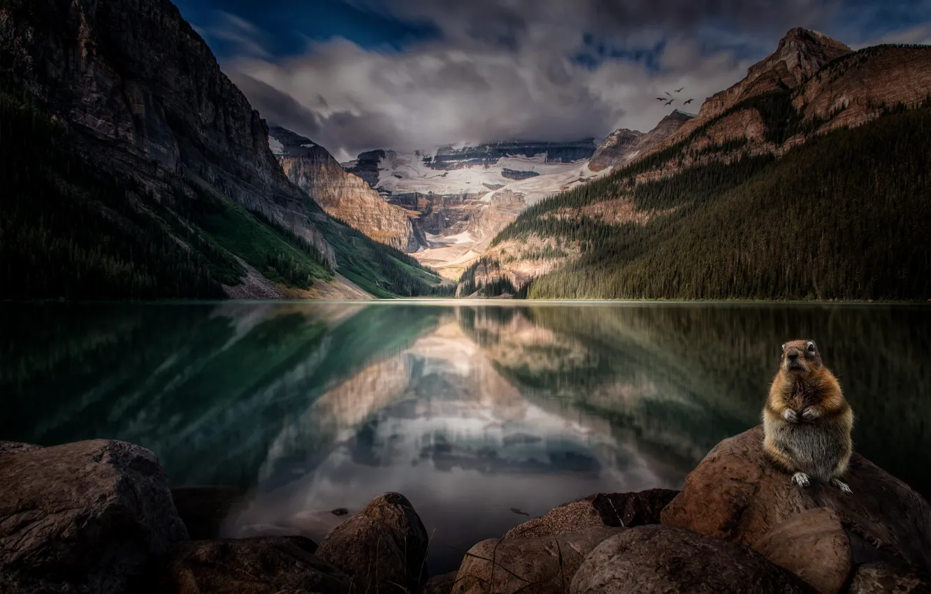 Photo wallpaper forest, mountains, nature, lake, Alberta, Lake Louise, Canada, rodent