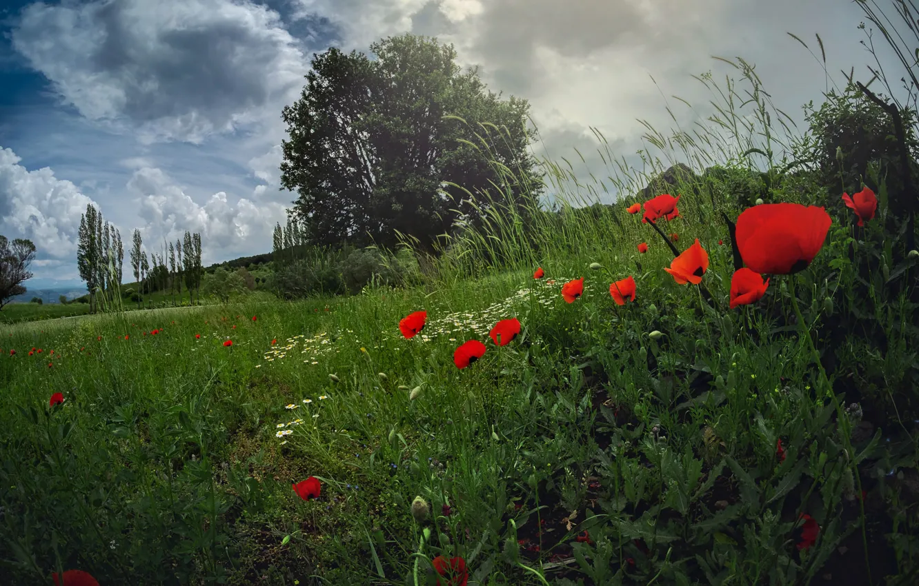 Photo wallpaper summer, the sky, flowers, Maki, meadow, red, poppy field