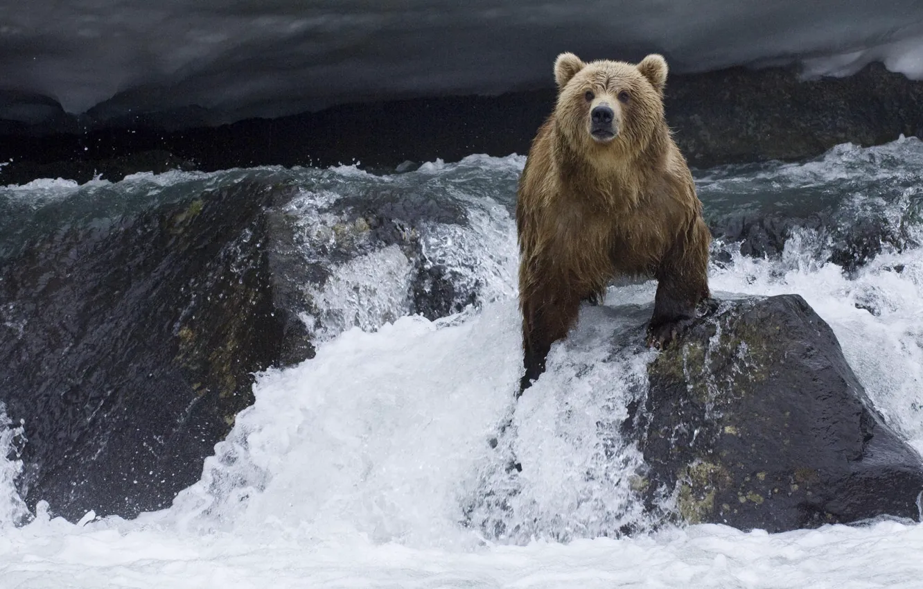 Photo wallpaper river, bear, Kamchatka