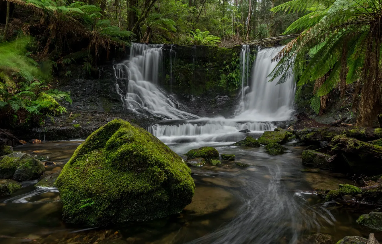 Photo wallpaper forest, river, stones, waterfall, Australia, ferns, cascade, Australia