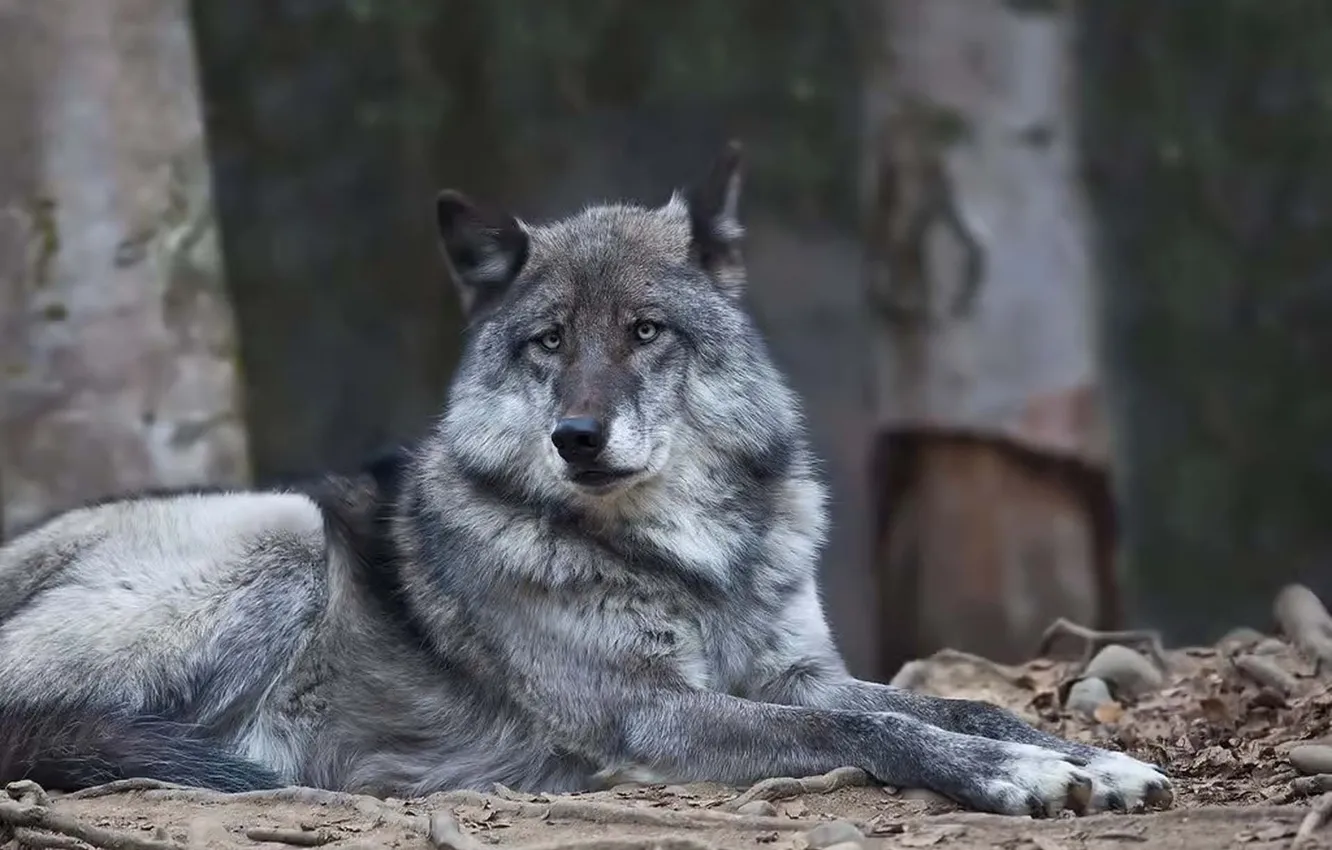 Photo wallpaper Predator, nature, snow, face, animal, wolf, canis lupus, wildlife