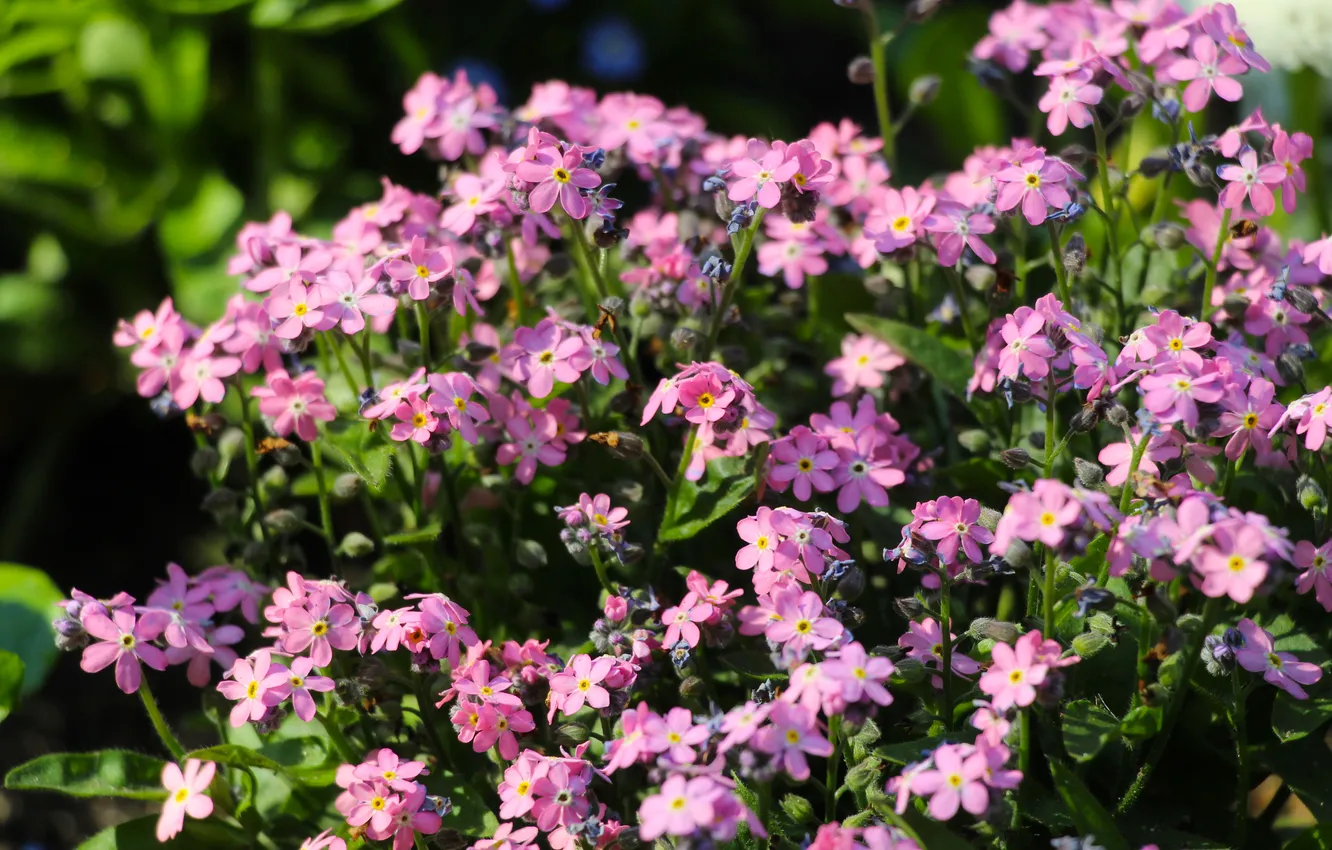 Photo wallpaper pink, garden, spring, blooming